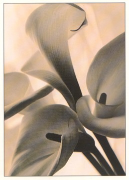 Featured is a postcard image of calla lilies ... beautifully and artistically photographed by Karena Perronet-Miller.  Probably not digitally ... but exhibiting some of the same effects.  The original unused Athena Art card is for sale in The unltd.com Store.